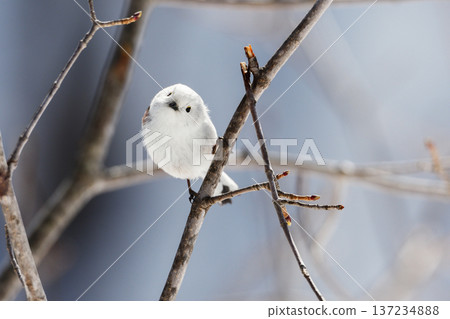 彎曲脖子的長尾山雀 137234888