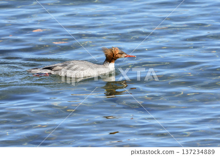 一隻頭頂長著葉子的普通秋沙鴨 137234889