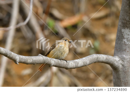 Ruribitaki的女性 137234890