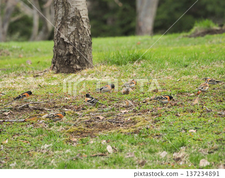 一群雀類在地面上 137234891