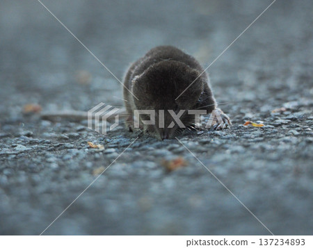 Tokyo Mole Tokyo Mole 137234893