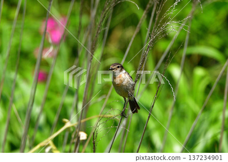 Flowers and nobataki Flowers and nobataki 137234901