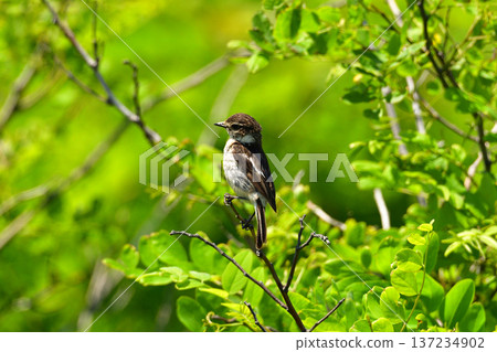 Yobitaki's young bird 137234902