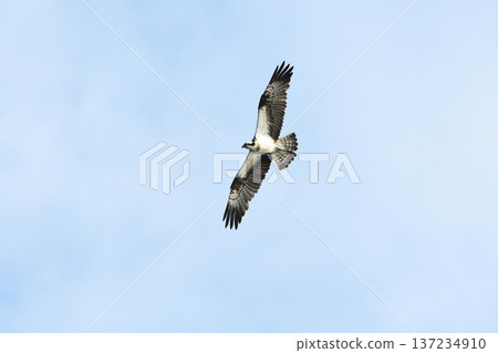 Osprey Circling 137234910