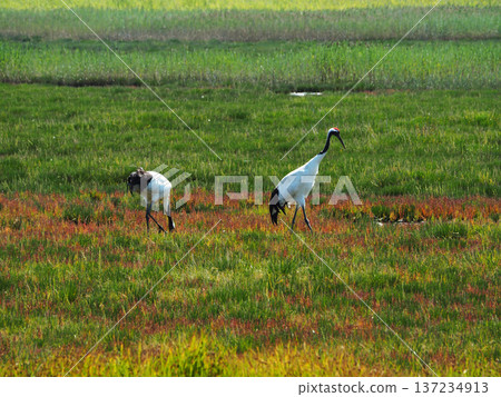Salicornia and red-crowned cranes 137234913