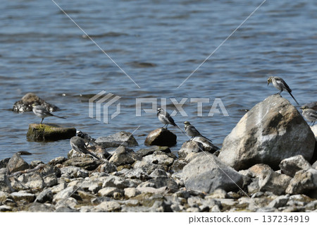 White Wagtail Family 137234919