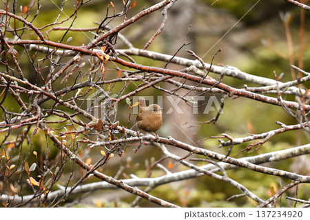 A wren perched on a branch 137234920
