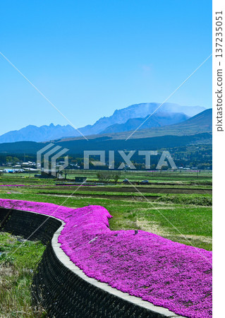 阿蘇山脈和盛開的苔蘚福祿考。 137235051