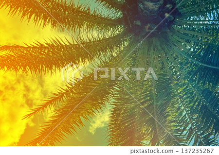 Lush palm fronds against vibrant golden sunset sky Lush palm fronds against vibrant golden sunset sky 137235267