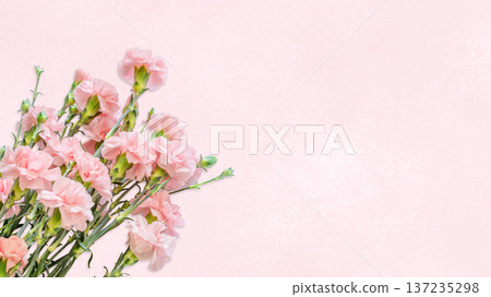 Pink Carnation Flowers On Soft Pastel Background 137235298