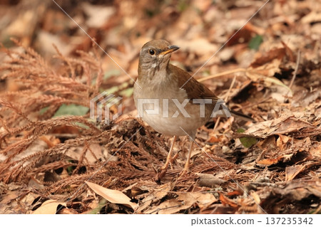 A large thrush with a white belly that comes as a winter bird. A large thrush with a white belly that comes as a winter bird. 137235342