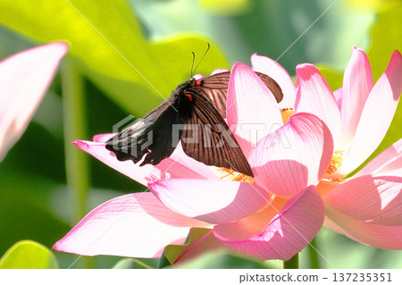 一隻鳳蝶正在吸食大賀蓮花的花蜜 137235351
