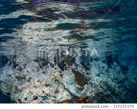 Juvenile longfin trevally. Swimming on the surface of the water. Hirizohama Beach, Nakagi, Minamiizu Town, Izu Peninsula, Shizuoka Prefecture - 2025 One of Japan's leading snorkeling spots Juvenile longfin trevally. Swimming on the surface of the water. Hirizohama Beach, Nakagi, Minamiizu Town, Izu Peninsula, Shizuoka Prefecture - 2025 One of Japan's leading snorkeling spots 137235374