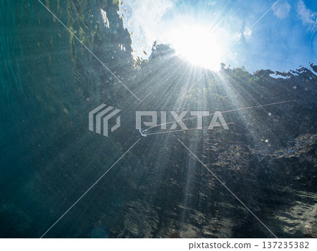Juvenile longfin trevally. Swimming on the surface of the water. Hirizohama Beach, Nakagi, Minamiizu Town, Izu Peninsula, Shizuoka Prefecture - 2025 One of Japan's leading snorkeling spots 137235382