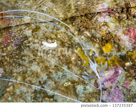 Juvenile longfin trevally. Swimming on the surface of the water. Hirizohama Beach, Nakagi, Minamiizu Town, Izu Peninsula, Shizuoka Prefecture - 2025 One of Japan's leading snorkeling spots Juvenile longfin trevally. Swimming on the surface of the water. Hirizohama Beach, Nakagi, Minamiizu Town, Izu Peninsula, Shizuoka Prefecture - 2025 One of Japan's leading snorkeling spots 137235387