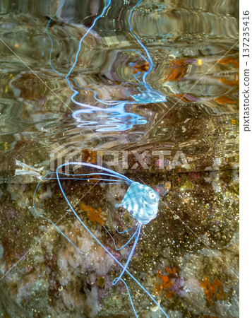 Juvenile longfin trevally. Swimming on the surface of the water. Hirizohama Beach, Nakagi, Minamiizu Town, Izu Peninsula, Shizuoka Prefecture - 2025 One of Japan's leading snorkeling spots 137235416