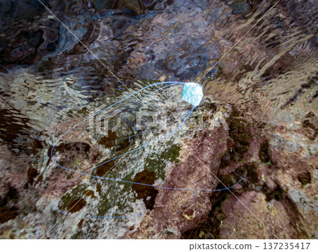 Juvenile longfin trevally. Swimming on the surface of the water. Hirizohama Beach, Nakagi, Minamiizu Town, Izu Peninsula, Shizuoka Prefecture - 2025 One of Japan's leading snorkeling spots Juvenile longfin trevally. Swimming on the surface of the water. Hirizohama Beach, Nakagi, Minamiizu Town, Izu Peninsula, Shizuoka Prefecture - 2025 One of Japan's leading snorkeling spots 137235417