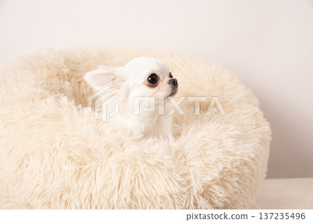 Rabby the Chihuahua in bed with a white background Rabby the Chihuahua in bed with a white background 137235496