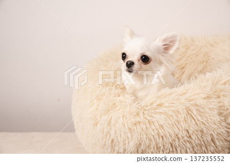 吉娃娃拉比躺在床上，背景是白色 137235552