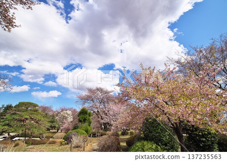 Cherry blossoms in full bloom at the temple Cherry blossoms in full bloom at the temple 137235563