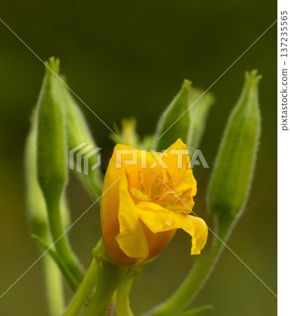 Red-stemmed Oslinnik. Flower, bud on a green background. Closeup. Nature. Red-stemmed Oslinnik. Flower, bud on a green background. Closeup. Nature. 137235565