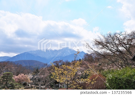 寺廟裡的櫻花盛開 137235566