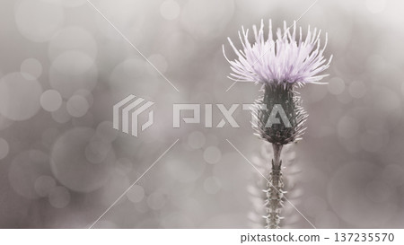 Floral background. Purple thorny thistle flower. Closeup. Nature. Floral background. Purple thorny thistle flower. Closeup. Nature. 137235570