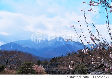 寺廟裡的櫻花盛開 137235577