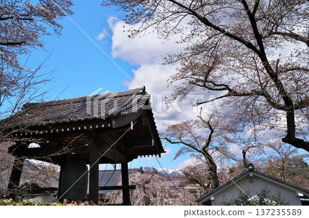 Cherry blossoms in full bloom at the temple Cherry blossoms in full bloom at the temple 137235589