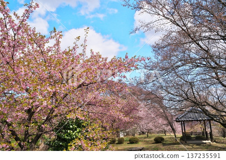 寺廟裡的櫻花盛開 寺廟裡的櫻花盛開 137235591