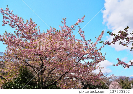 寺廟裡的櫻花盛開 寺廟裡的櫻花盛開 137235592