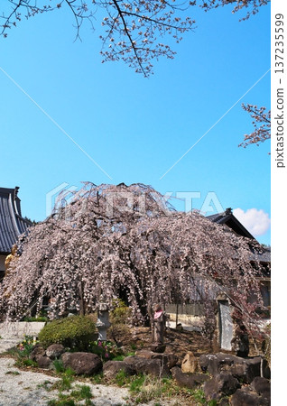 Cherry blossoms in full bloom at the temple Cherry blossoms in full bloom at the temple 137235599
