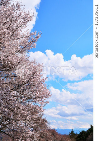 寺廟裡的櫻花盛開 137235611