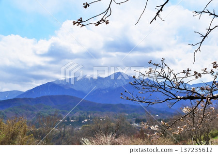 寺廟裡的櫻花盛開 寺廟裡的櫻花盛開 137235612