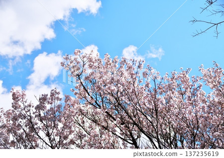 Cherry blossoms in full bloom at the temple Cherry blossoms in full bloom at the temple 137235619
