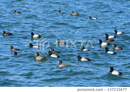 Flock of Kingfishes Flock of Kingfishes 137235677