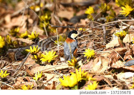 Adonis and varied tit Adonis and varied tit 137235678