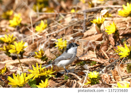 Adonis and Marsh Tit Adonis and Marsh Tit 137235680