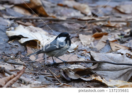 Dead leaves and coal tit Dead leaves and coal tit 137235681