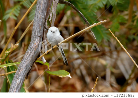 A long-tailed tit looking at the camera 137235682