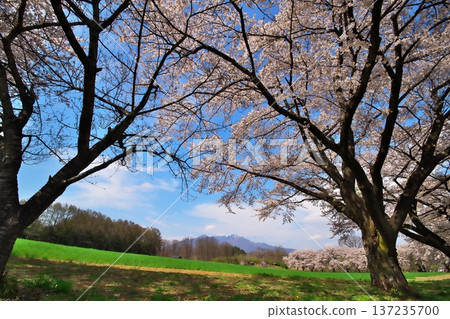 Cherry blossoms in full bloom, Yatsugatake Cherry blossoms in full bloom, Yatsugatake 137235700