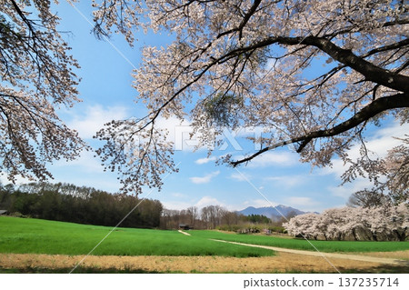 Cherry blossoms in full bloom, Yatsugatake 137235714