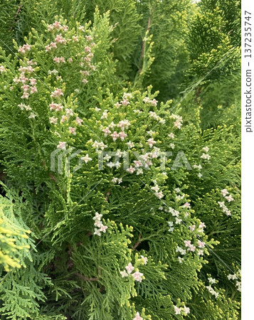 Small white flowers 137235747