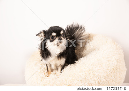 白色背景，吉娃娃蘇米躺在床上 137235748