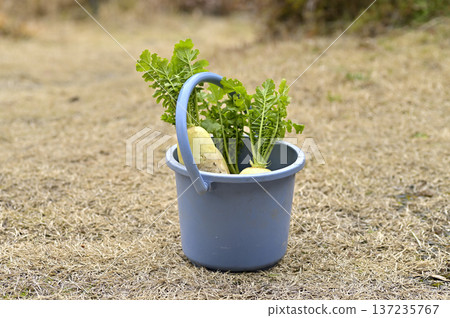 Freshly harvested radishes in a blue bucket 137235767