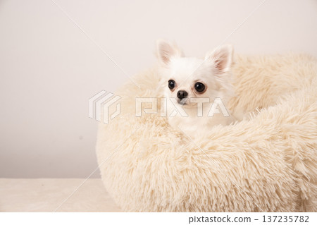 Rabby the Chihuahua in bed with a white background 137235782