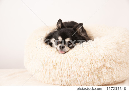 White background and Chihuahua Kashii in bed White background and Chihuahua Kashii in bed 137235848