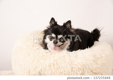 白色背景，吉娃娃卡西在床上 137235849