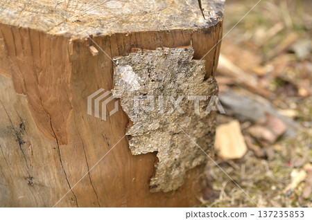 Stump and peeling bark texture with copy space Stump and peeling bark texture with copy space 137235853