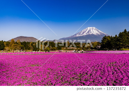 山梨縣富士芝櫻節 芝櫻和富士山 137235872